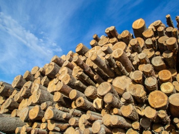 В нелегальной вырубке леса на 1,2 млн грн подозревают шесть человек во главе с чиновником лесхоза