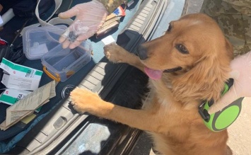 На границе с Россией служебная собака пограничников отреагировала на авто с оружием (фото)