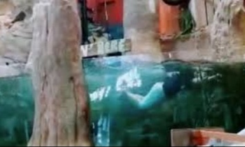 Пообещал и сделал: В США мужчина прыгнул в аквариум в магазине за лайки в соцсети TikTok