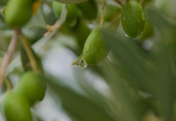 В Барселоне из оливковых косточек создали биоразлагаемый "пластик"
