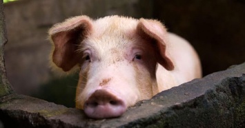 В Китае обнаружен способный вызвать пандемию тип свиного гриппа