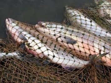 В акватории Азовского моря задержали 29 браконьеров и отобрали у них 50 кг рыбы