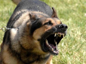 Мелитополец натравил на полицейских собаку