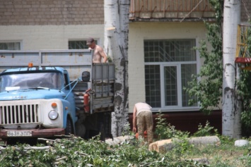 Куда деваются деревья, спиленные на улицах