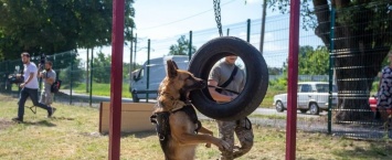В Каменском открыли первую площадку для выгула и тренировки животных
