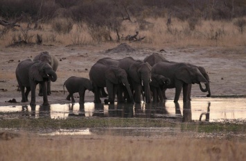 В Африке зафиксировано массовое вымирание слонов при загадочных обстоятельствах
