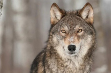 Подборка самых интересных фактов о волках