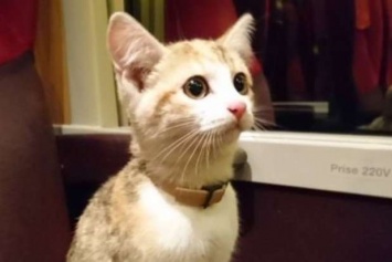Во Франции потерявшийся котенок вернулся домой на поезде