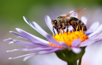 Народные приметы на 2 июля - Зосима-пчельник, Зосима и Савва Пчельники