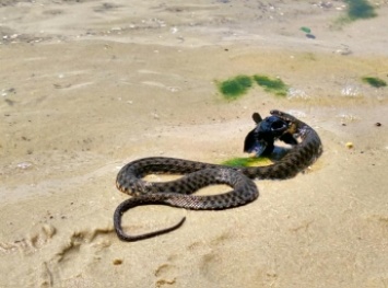 В сети показали охоту змеи на рыбу: борьба выглядит впечатляюще (видео)