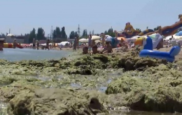 Море в Одессе будет "цвести" месяц - экологи