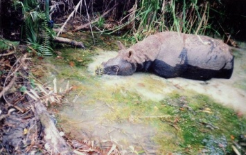 Купание редкого носорога сняли на видео