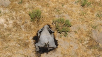 В Африке сотнями вымирают слоны: подозревают коронавирус (фото 18+)