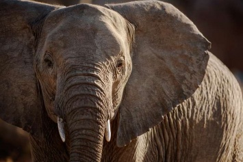 Сотни слонов погибли в Ботсване при загадочных обстоятельствах