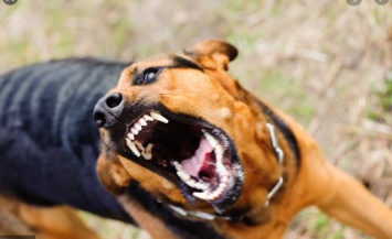 В Херсоне стая бездомных собак напала на прохожую с питомцем, прокусив тому ухо