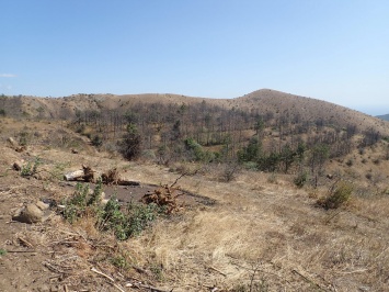 В этом году вырубят 25 гектар горельника под Судаком
