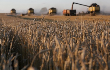 Мировое производство зерна вырастет до рекордного уровня - прогноз ФАО
