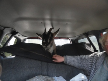 В Запорожской области на легковушке прокатили козу (ВИДЕО)