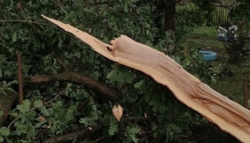 На Львовщине сильный ветер валил деревья - погибла женщина