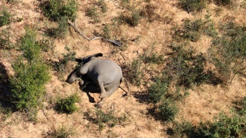 Эксперты допустили, что слоны в Ботсване массово гибнут от COVID-19