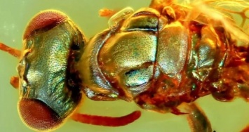 В янтаре нашли окаменелости насекомого, которые сохранили цвет