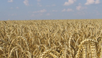 Украинские аграрии собрали первый миллион тонн зерна