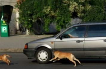 Стало известно, почему собаки лают на автомобили