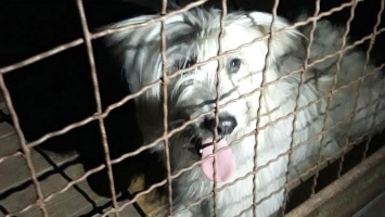 В Никополе ищут дом для белого пса, которого нашли в посадке