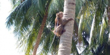 В Британии отказались от производимой "обезьянами-рабами" кокосовой продукции