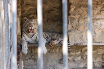 В Васильевском зоопарке гости зверям не мешают - фото
