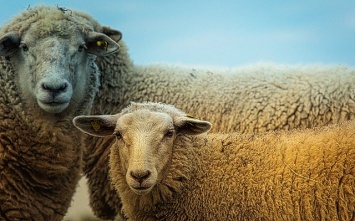 В Крыму открыт сезон стрижки овец, - Рюмшин