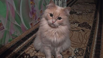 В Никополе пропал персиковый кот: помогите найти