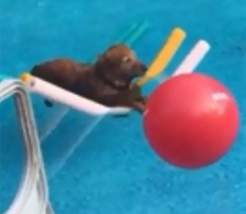 «Дрейфующий» пес в бассейне рассмешил Сеть