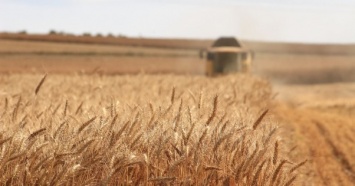 Запасы зерна в мире достигнут 20-летнего максимума из-за рекордного урожая в 2020 - ФАО
