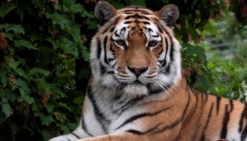 В зоопарке Цюриха тигрица убила женщину на глазах у посетителей