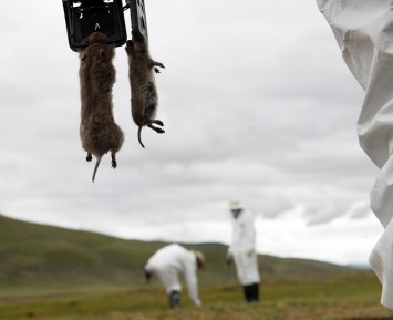 Съели сурка: в Китае и Монголии отмечены вспышки бубонной чумы