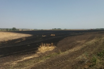 На Харьковщине неизвестные подожгли пшеничное поле: сгорело 23 гектара, - ФОТО