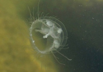 В Днепре обнаружили медуз