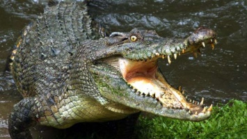 Крокодил съел браконьера