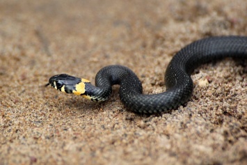 «Опасная находка»: в сквере в Днепре нашли метровую змею