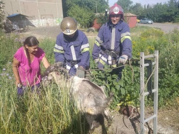 Жива и здорова: в Мирнограде спасатели вытащили из люка козу (фото)