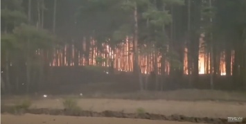 Луганщина в огне: очевидцы показали видео страшного лесного пожара