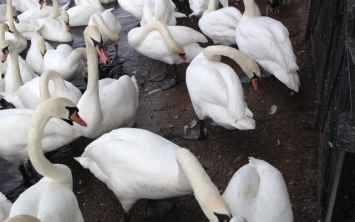 В акватории Каховского водохранилища поселилась стайка краснокнижных лебедей-шипунов