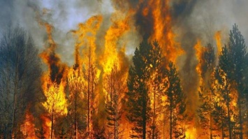 "Надо спасать людей": возле Северодонецка бушуют лесные пожар (видео)