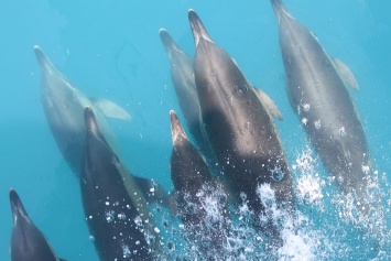 У берегов Крыма заметили уникального дельфина