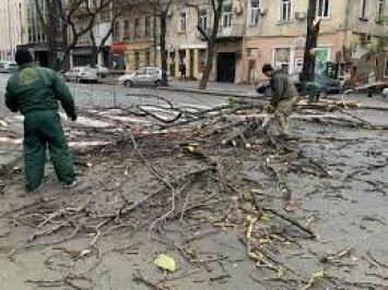 В Одессе ураган снес больше 100 деревьев