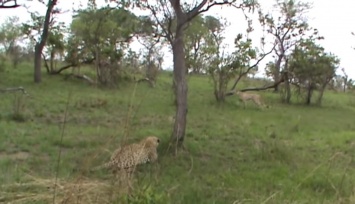 Удивительная погоня леопарда за гепардом попала на видео