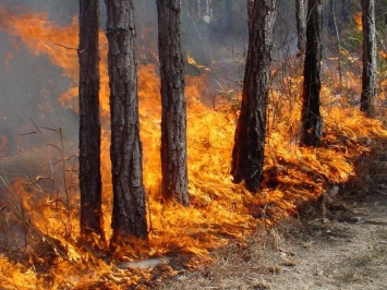 В Донецкой области предупредили о чрезвычайной пожароопасности