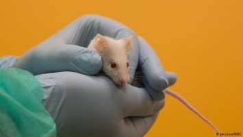 Как живется лабораторным животным во времена пандемии коронавируса
