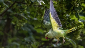 Сотни попугаев колонизировали город на юге Франции